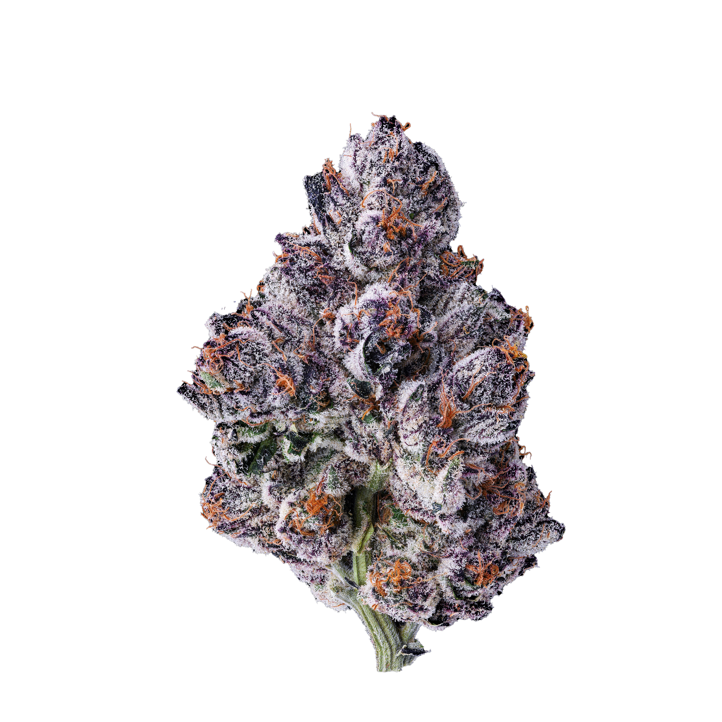 FLOWER COLLECTION — MAVEN GENETICS